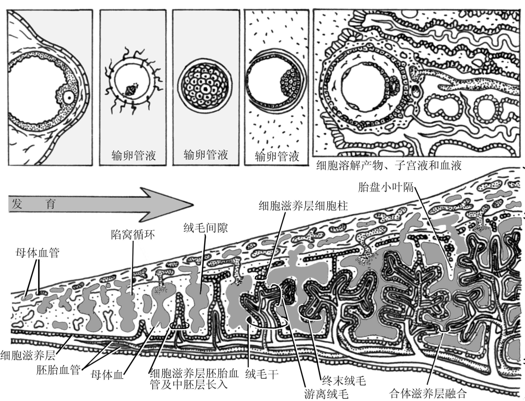 胚胎的营养与着床