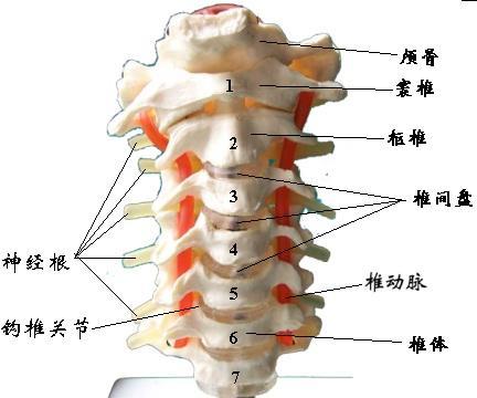 经常手麻是什么问题——深度剖析手部麻木的原因! (转载) - 呂 浴 沂 - 呂浴沂的博客(增) 经常手麻是什么问题——深度剖析手部麻木的原因! (转载) - 呂 浴 沂 - 呂浴沂的博客(增)