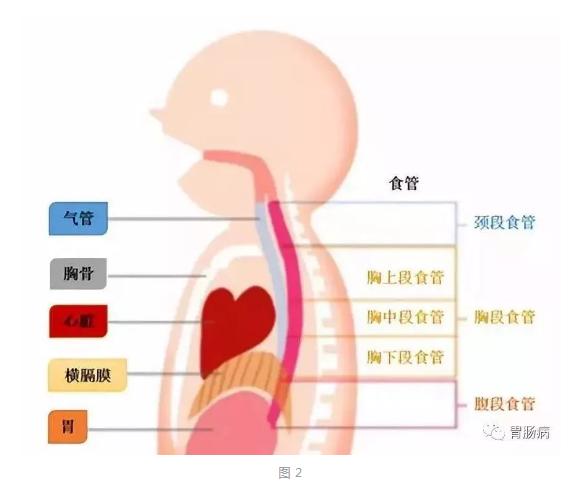 如何预防食管癌来自日本的经验