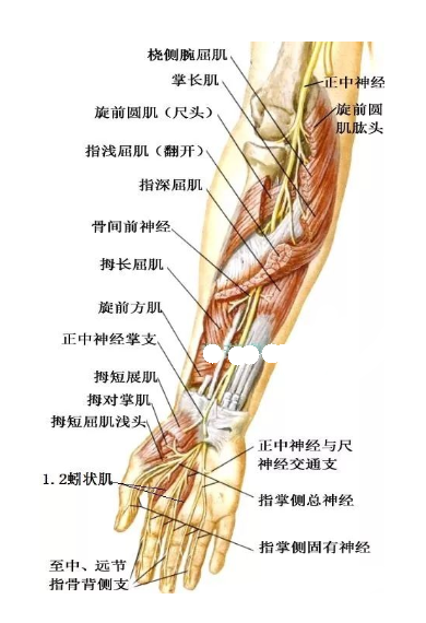 支配的肌肉:旋前圆肌,桡侧腕屈肌,掌长肌,指浅屈肌,指深屈肌,拇长屈肌
