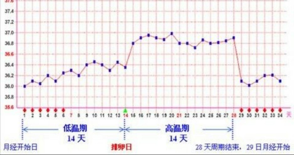 女性基础体温测定的方法及重要意义