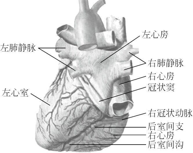 在上,下腔静脉与右肺静脉之间是房间沟,为左右心房后面分界的标志. 3.