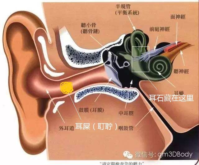 耳石和耵聍的区别