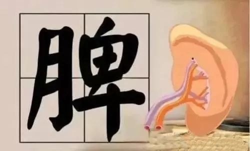 血液病患者的气血不足光补气血远远不够关键在于脾肾两脏