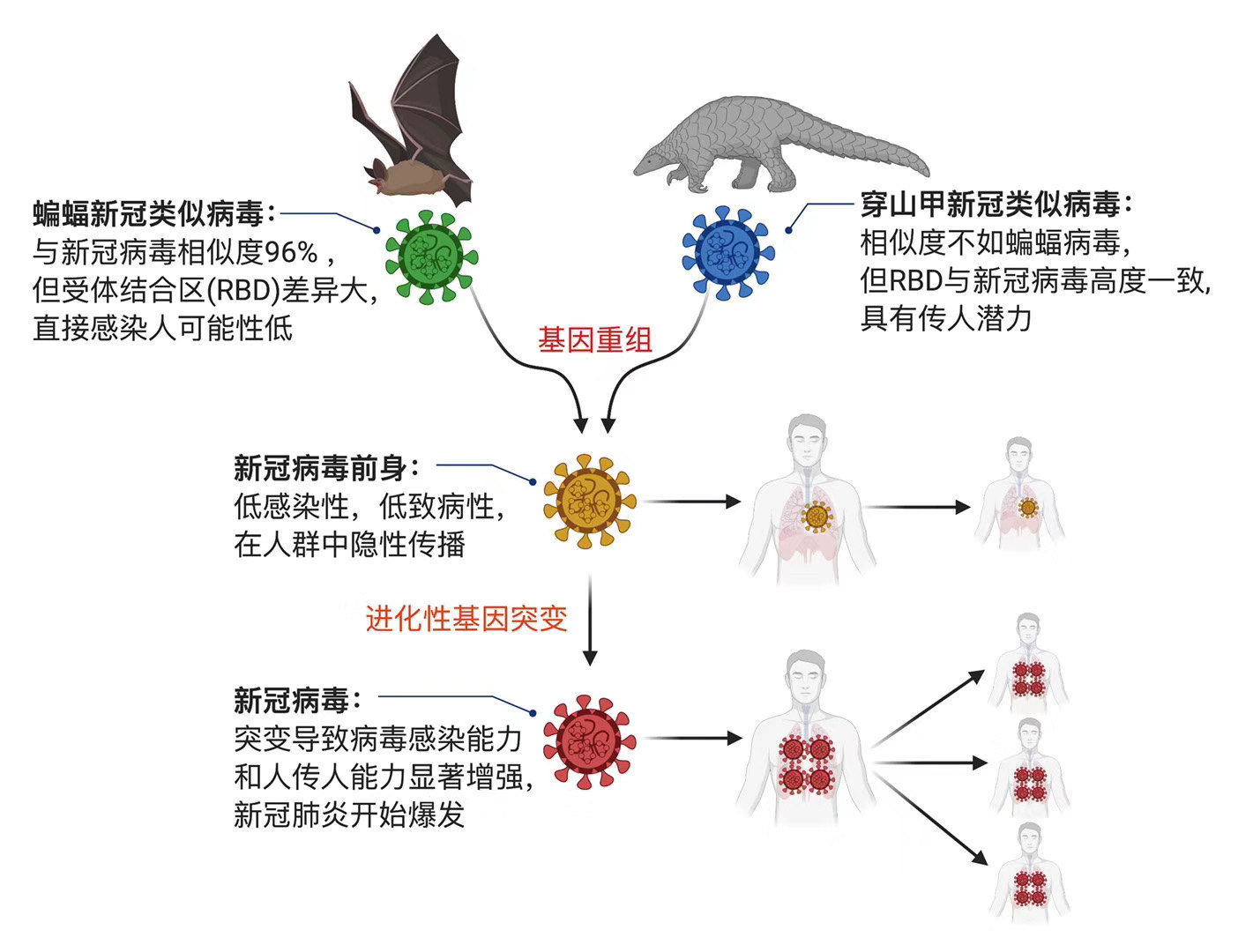 新冠病毒来自自然界_新冠病毒电镜图_新冠病毒或影响生育力?官网删文