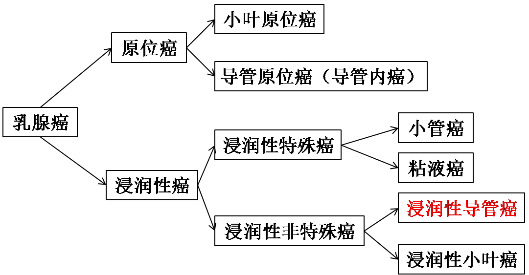 組織學(xué)類型.png