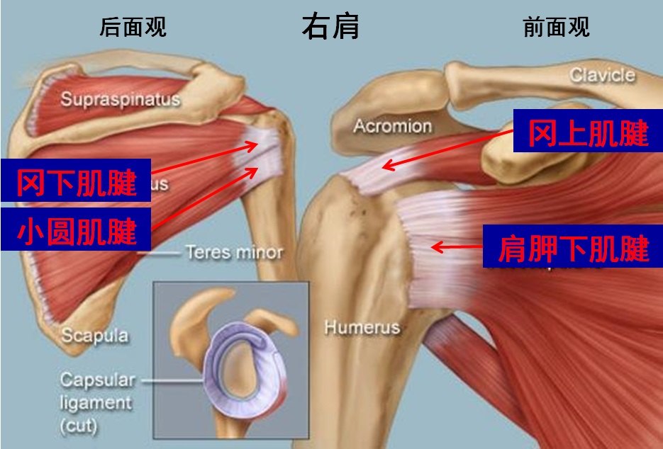 1.肩袖-标注.jpg