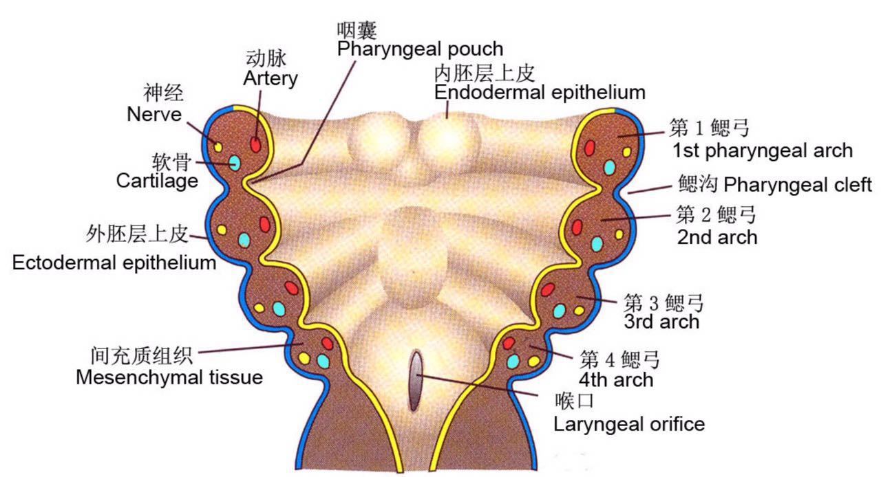 胚胎发育图.jpg