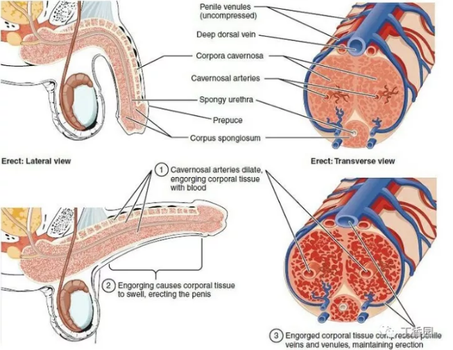 阴茎异常勃起到底该怎么办?《急诊科医生》被