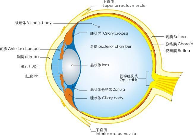 角膜与眼表疾病科普问答