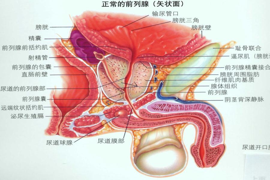 前列腺生了病到底啥危害