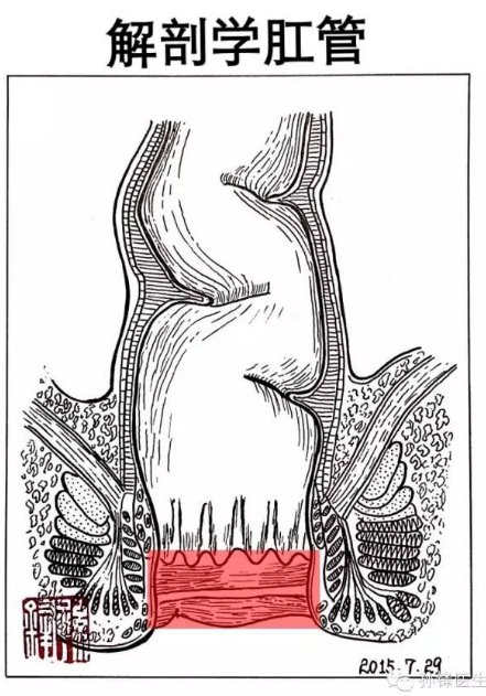 图(1):红色区域示解剖学肛管