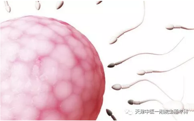精子质量下降你的小蝌蚪还好么