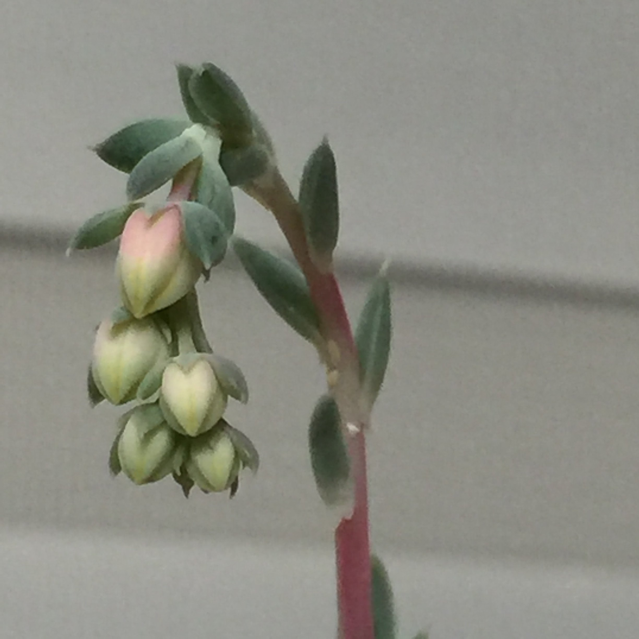 都在吃辅酶Q10,对生育到底有没有好处? - 好大