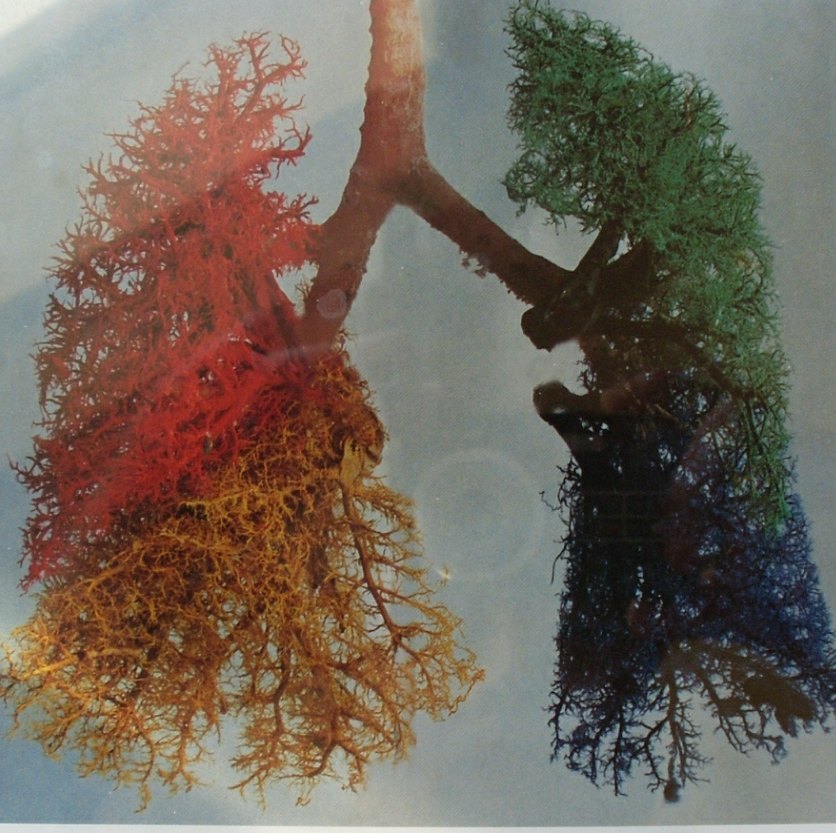 结核病的诊断标准 - 好大夫在线