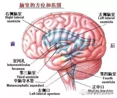 胎儿脑室增宽怎么办