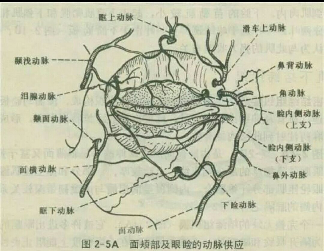 分别来自颈外动脉的面动脉支和颈内动脉的眼动脉分支