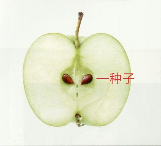 这是一个苹果切面,术前医生就是要通过ct了解种子情况