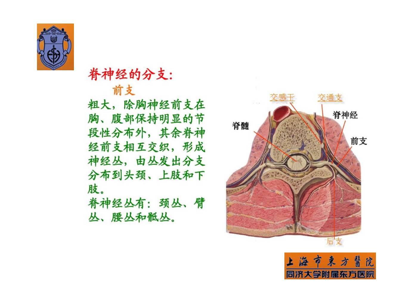 实用腰椎椎旁神经阻滞