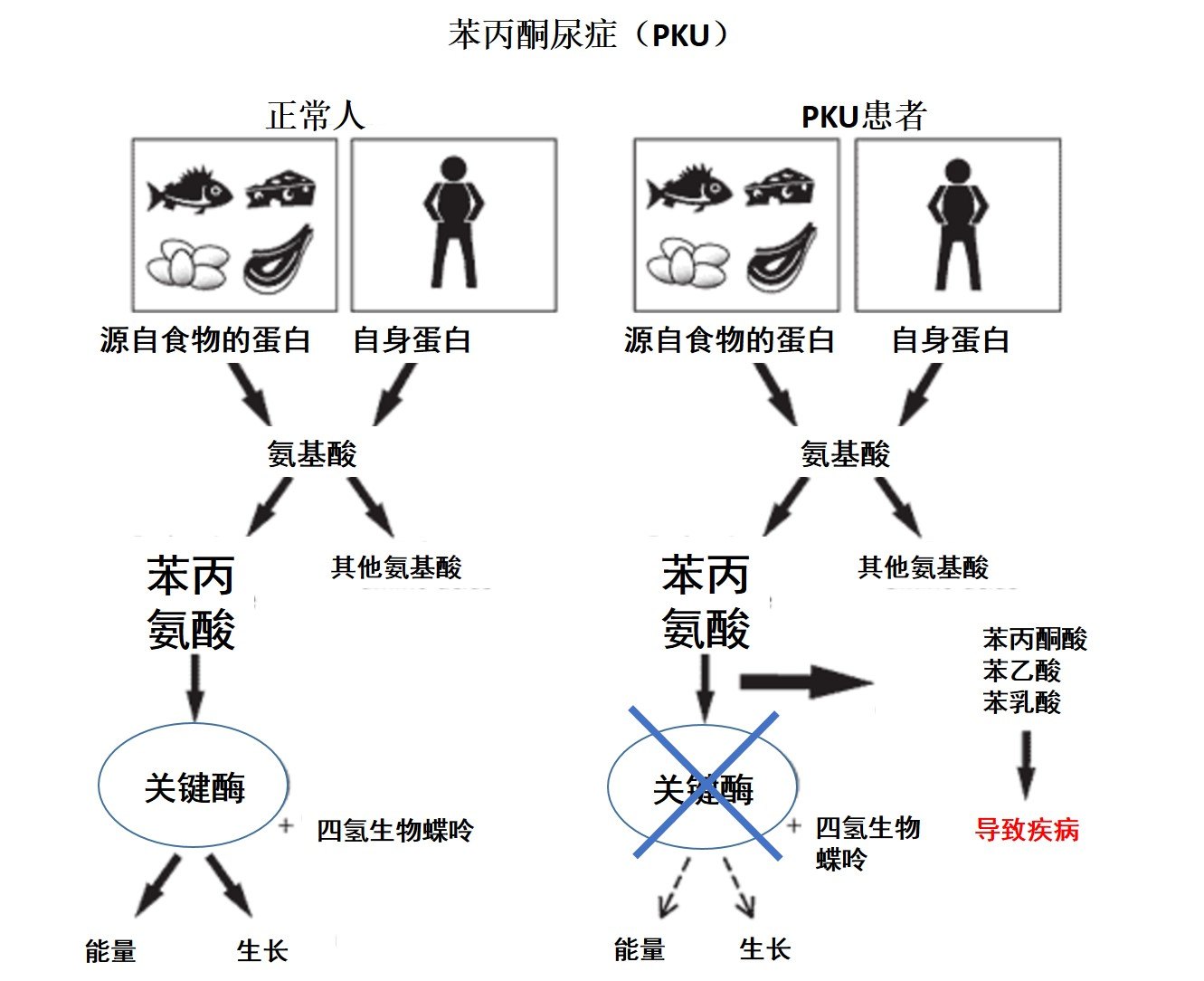 导致苯丙氨酸旁路代谢增强,从而使苯丙酮酸,苯乙酸,苯乳酸蓄积并致病