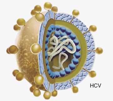 我国慢性丙肝病毒(hcv)感染漏诊率高,治疗率低,这与一些非感染科/肝病