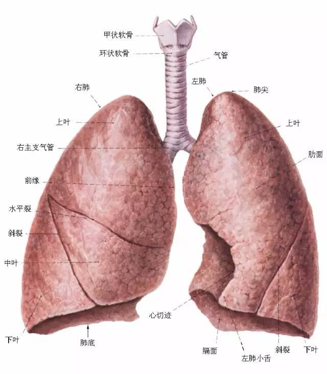 s9:外基底段,s10:后基底段】左肺:上叶【s1 2:尖后段,s3:前段,s4:舌叶