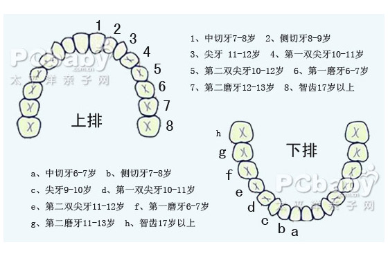 关于儿童换牙问题转