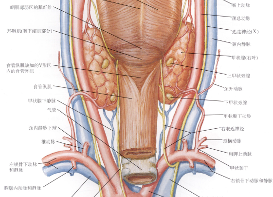 甲状腺解剖