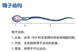 精子dfi