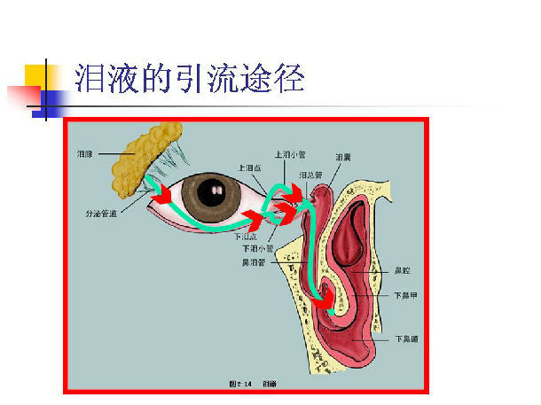 经上,下泪小点,进入上,下泪小管,汇总进入泪总管后进入泪囊,鼻泪管