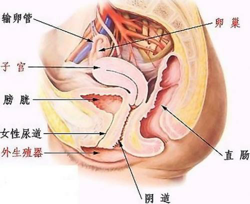 首先我们来看看女性盆腔的解剖