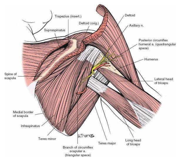 腋神经的解剖有什么基本特点