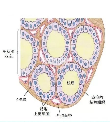 甲状腺滤泡旁c细胞可以产生降钙素,当血钙升高时,可以促进降低血钙.