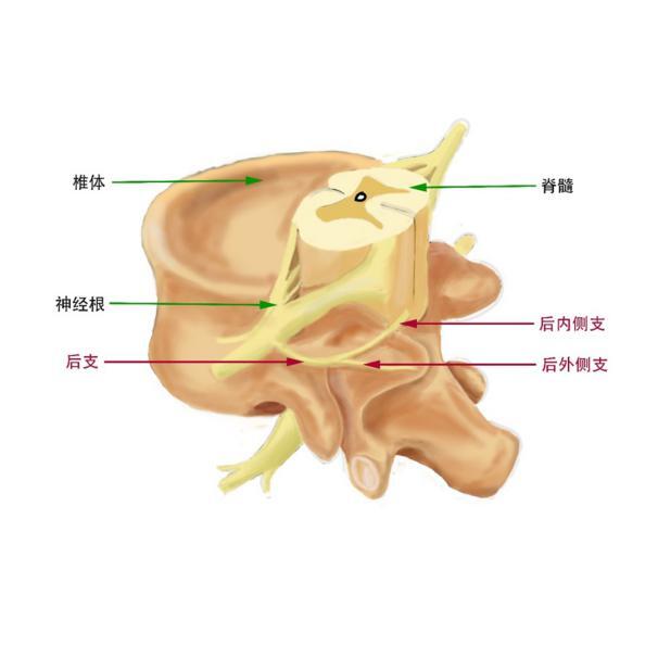 胸脊神经后支综合征解剖基础 好大夫在线