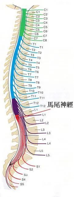 腰椎间盘突出压迫马尾神经,出现马尾神经综合征,危险!