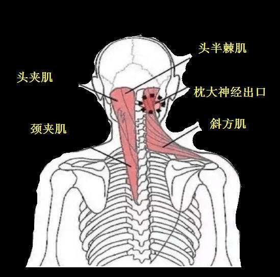 细说头半棘肌