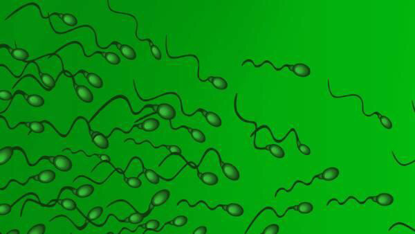 弱精子症的食疗方法_好大夫在线