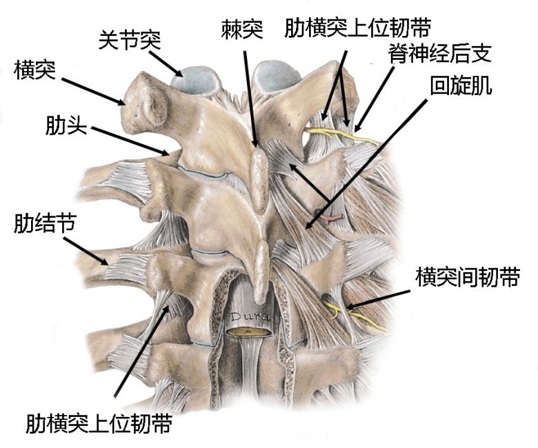 胸椎椎旁阻滞解剖篇