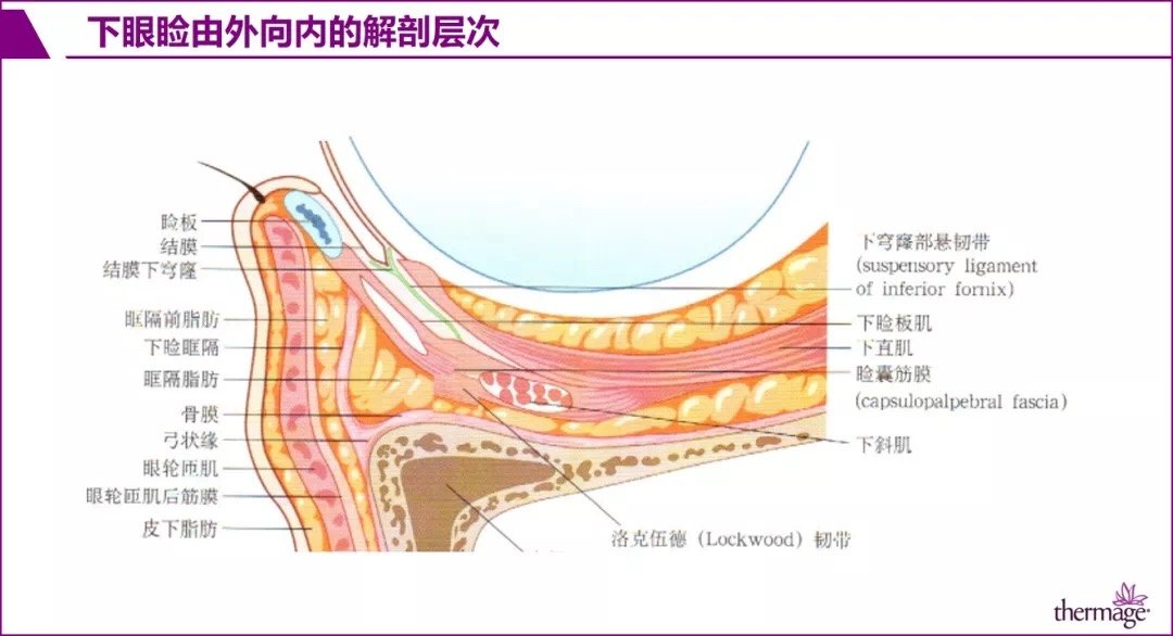 thermage眼部专项治疗眶部解剖基础