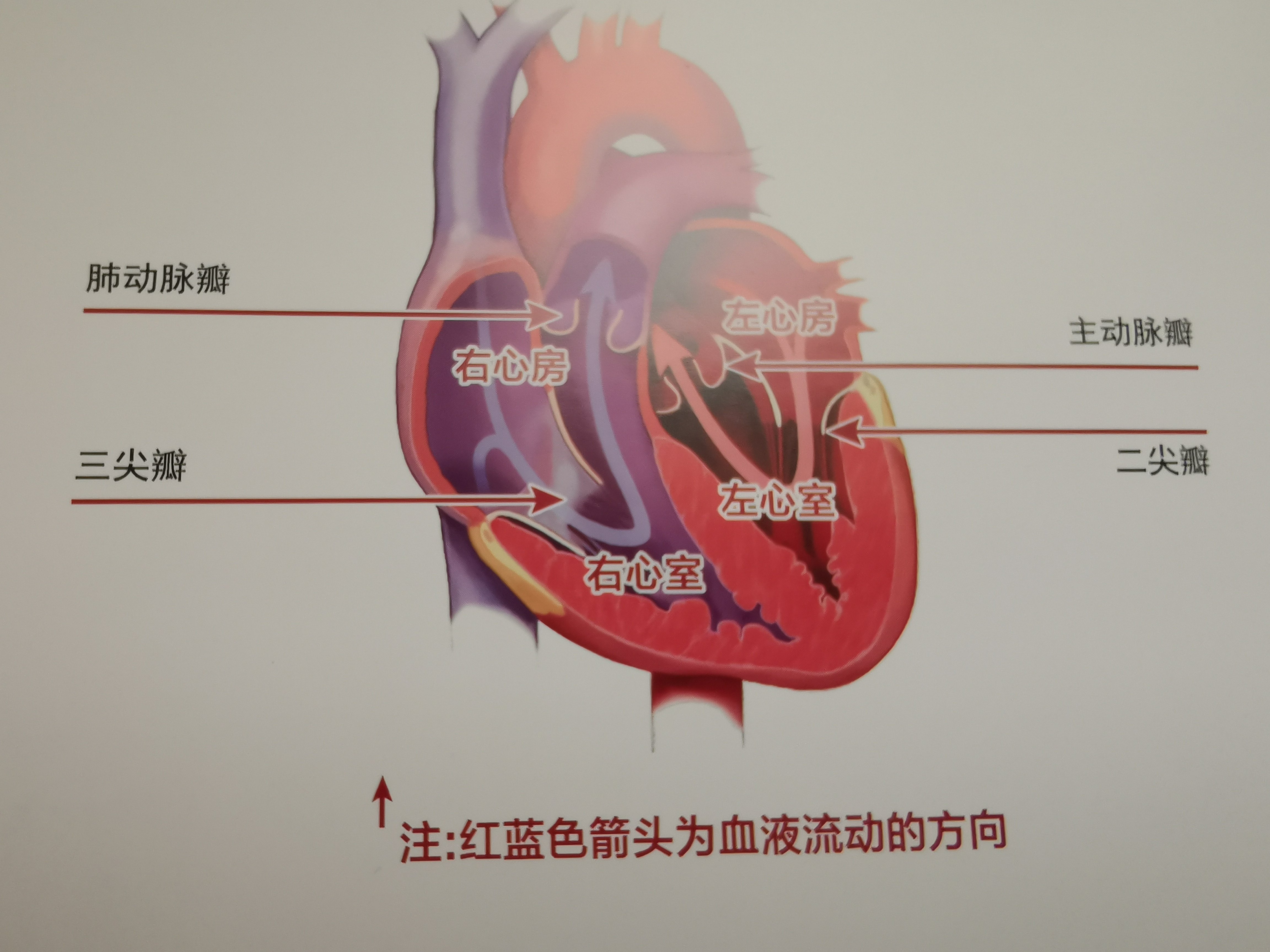 心脏解剖图