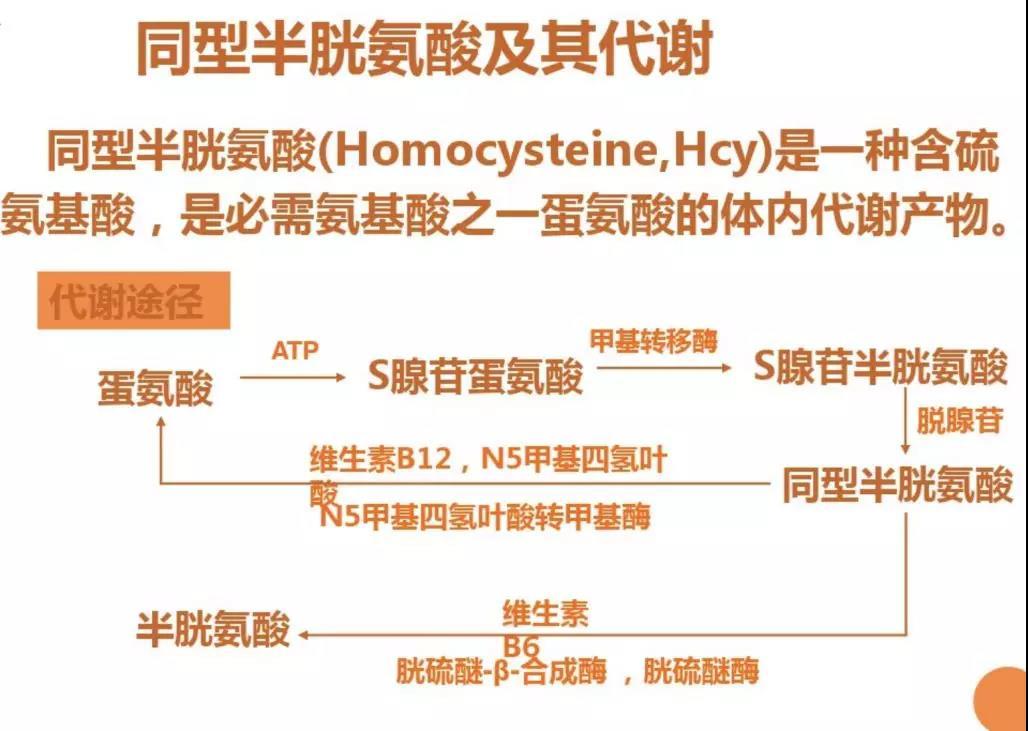 高同型半胱氨酸血症与复发性流产