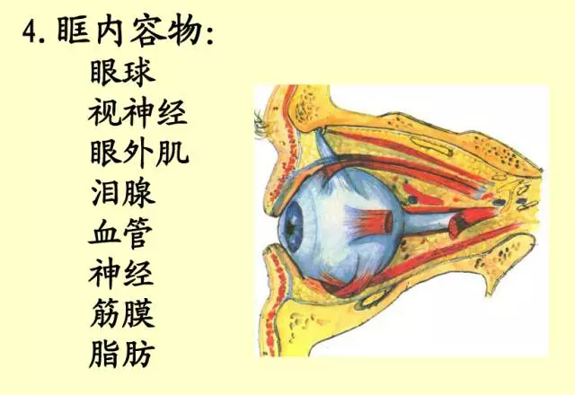 最全的眼解剖与生理图片(值得收藏.)