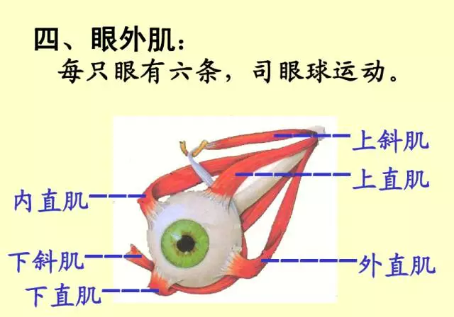 最全的眼解剖与生理图片(值得收藏.)