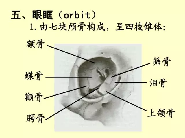 最全的眼解剖与生理图片(值得收藏.)