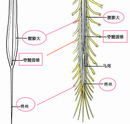 图5 马尾神经结构(图片来源于网络)在孩子生长发育过程中,脊髓的生长