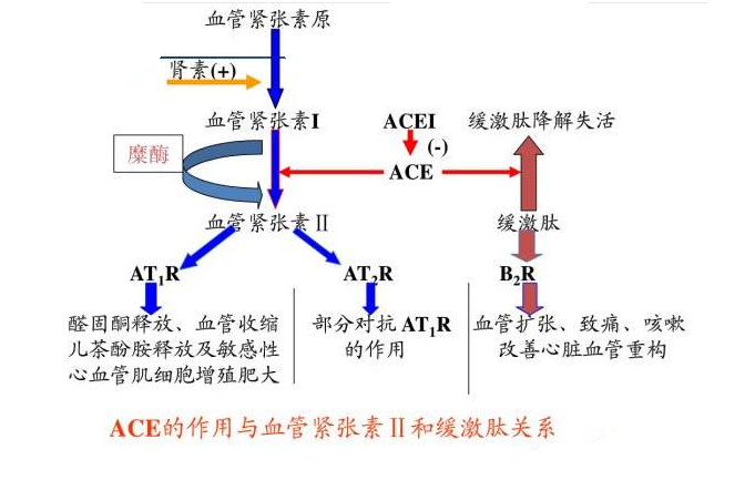 你了解血管紧张素吗?