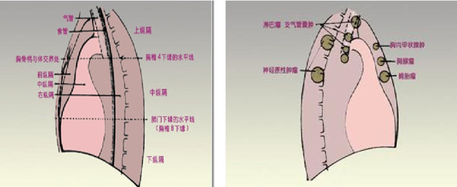 胸腺保养与您的寿命有关