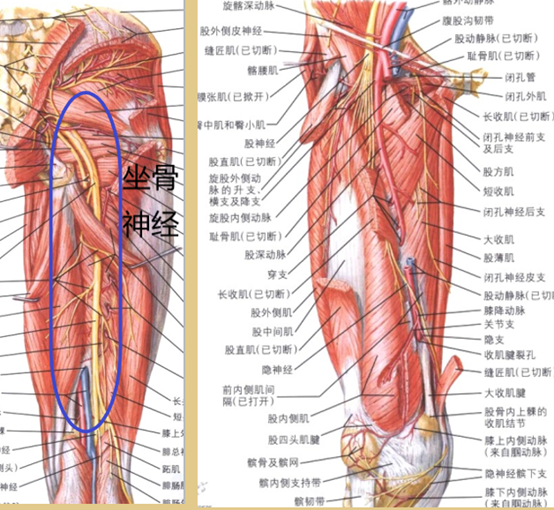 肌肉间有重要的坐骨神经等神经和血管.
