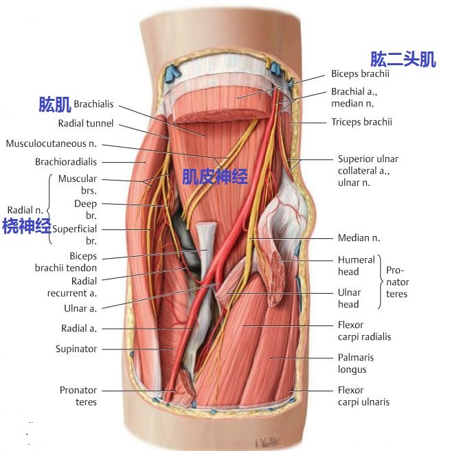 上臂的肱肌在哪里?起点止点分别在哪里?有什么作用?受