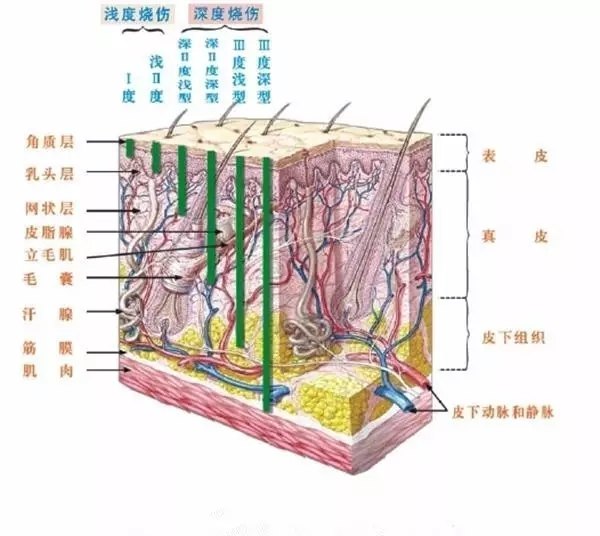 烧伤的分级